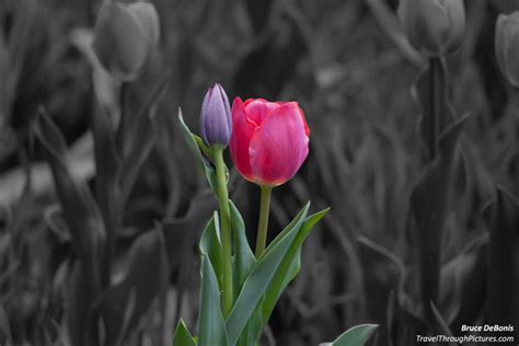 Flowers And Color Splash Travel Through Pictures Com