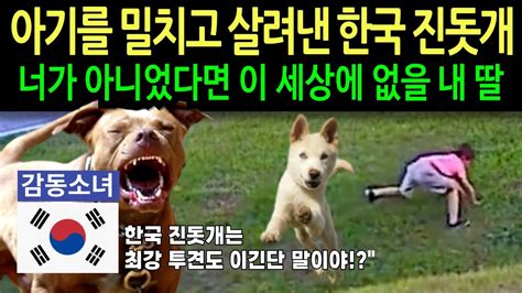 감동소녀TV 아기를 밀치고 살려낸 한국 진돗개 YouTube