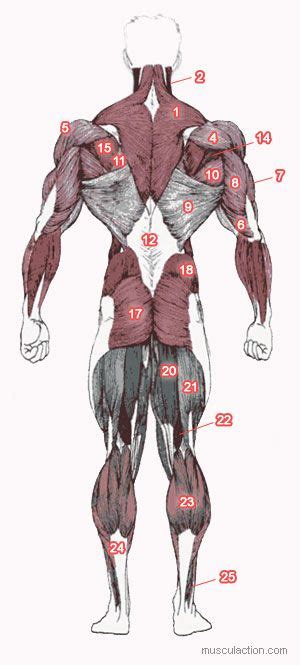 Planche Anatomique Musculation