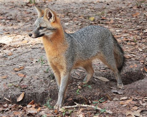Adirondack Wildlife The Gray Fox The Adirondack Almanack
