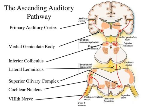 Ppt The Auditory Nervous System Powerpoint Presentation Free