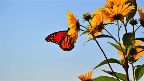 Download Wallpaper 3840x2160 Butterfly Wings Flower Sky