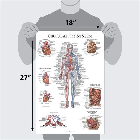 2 Pack Circulatory System And Lymphatic System Anatomy Posters Set Of