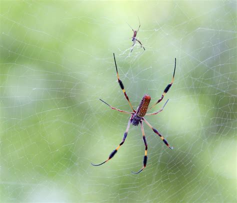 Male And Female Golden Silk Orb Weavers From Hilton Head I Flickr