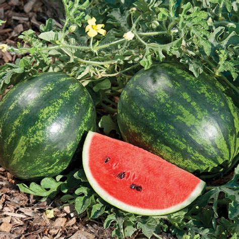 Mini Love Hybrid Watermelon Watermelons Totally Tomatoes