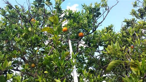 Orangeraie De Genas En Floride Murs Dimages