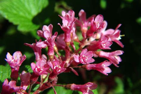 Maybe you would like to learn more about one of these? Piante Pendenti Sempreverdi Da Interno / Piante a cascata ...