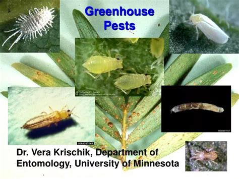 Ppt Greenhouse Pests Powerpoint Presentation Free Download Id5381301