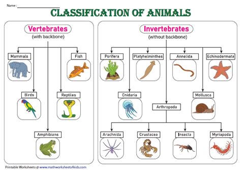 Top 142 Invertebrates Animals Chart