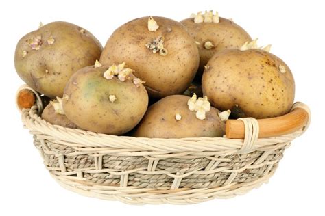When choosing what potatoes to store, always start with good quality ones. Storing Potatoes | ThriftyFun
