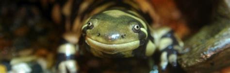 Tiger Salamander