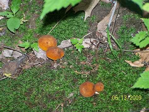 Mushroom Observer Species List Michigan Species List 159