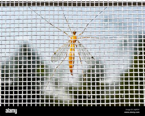 A Huge Yellow Mosquito Looks Inside The Room On The Opposite Side Of
