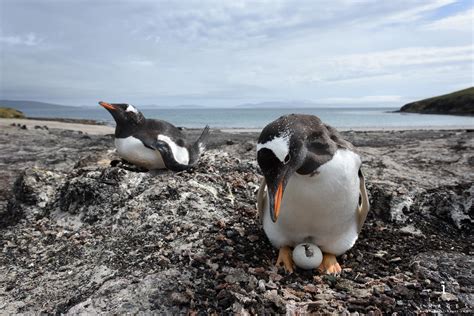 Gentoo Penguin Pygoscelis Papua Chick Hatching On Nest Saunders Island Falkland Islands