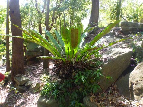 Australian Native Plants For Dry Shaded Areas