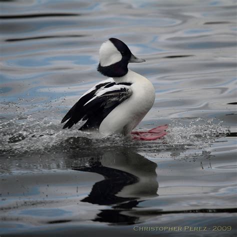 Bufflehead In Flight My Favorite Duck Is The Bufflehead Flickr