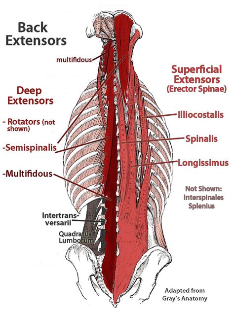 Deep Muscles Of Lower Back Muscle Anatomy Deep Tissue Massage Anatomy