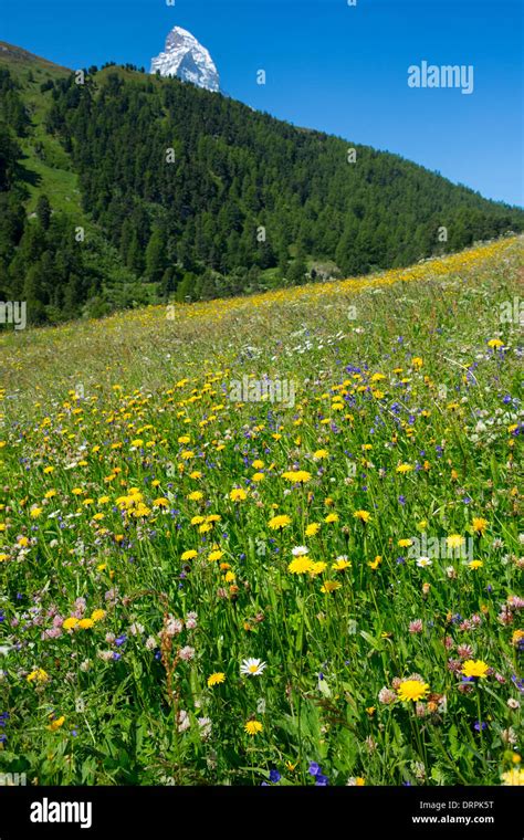 Flower Meadow Flowers Alps Alpine Wildflower High Resolution Stock