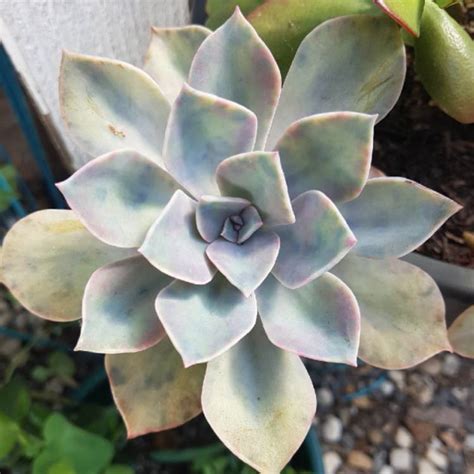 Graptopetalum Purple Haze Graptopetalum Purple Haze Uploaded By