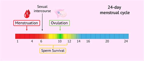 ovulation cycle and pregnancy