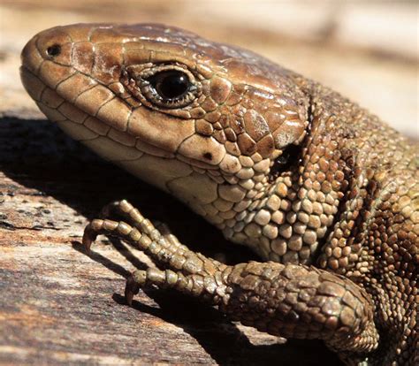 Common Lizards 2014 Reptiles And Amphibians Of The Uk Forum Page 1
