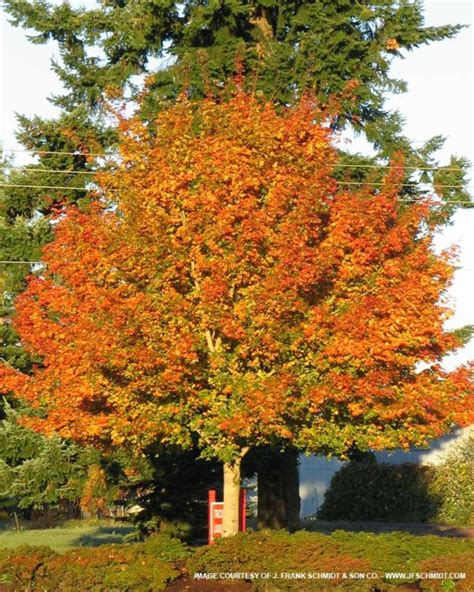 Norwegian Sunset Maple For Sale At The Grass Pad