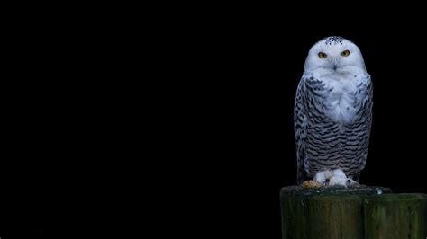 Snowy Owl Wallpapers Wallpaper Cave