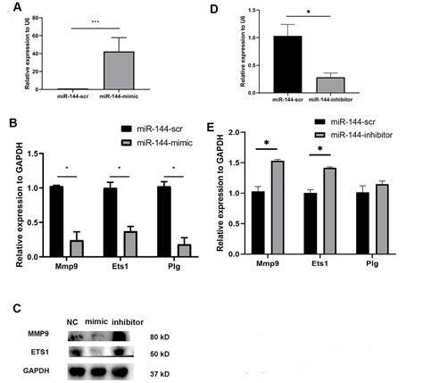 circulating exosomal mir 144 3p inhibits the mobilization of endothelial progenitor cells post