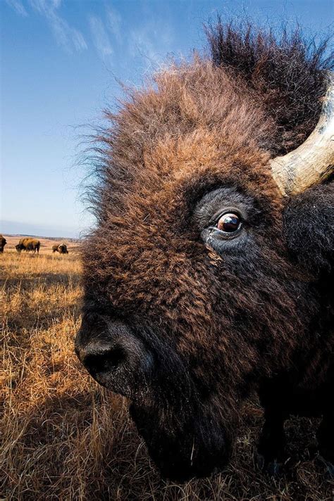 A Bison With Long Horns Standing In The Grass And Looking At The Camera