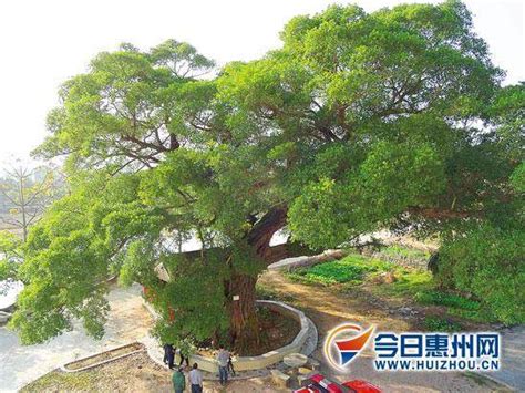 家里客厅可以摆小榕树盆景 风水好吗 Penjing8盆景吧