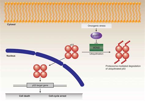 oncogenes and tumor suppressor genes oncohema key