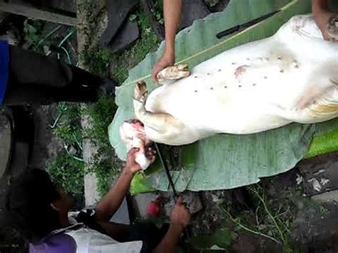 A woman slaughtering an animal عورت جانور ذبح کرتے ہوئے. Chinese Woman Killing A Goat : Florida Woman Shoots Down ...