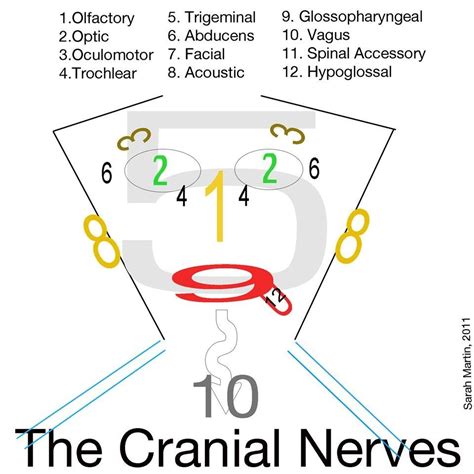 Cranial Nerves Cranial Nerves Nursing Mnemonics Nurse