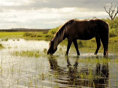 Horse In Water Wallpaper