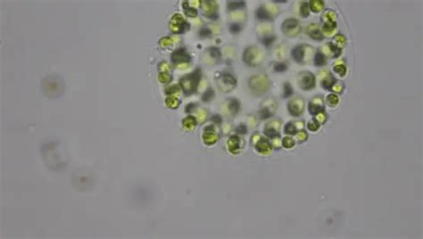 What Are Volvox Microscope Clarity