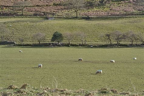 Coed Rhiwerfa Gwynedd Area Information Map Walks And More