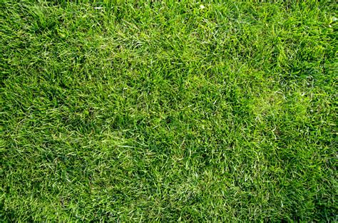 Authentic Seamless Natural Green Grass Lawn Flat Lay Background Stock