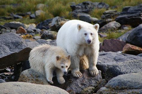 The Spirit Bear Is Extremely Rare And Can Only Be Found In Canadas