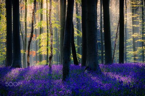 Bluebell Forest Hallerbos Belgium By Adrian Popan On 500px Blue