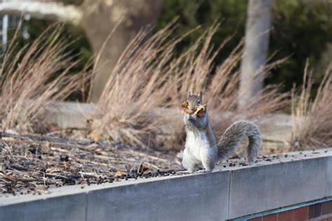 We Can Learn A Lot From The Bold Squirrels On Campus The Daily Illini