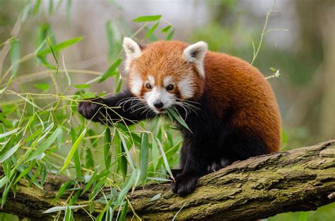 Red Panda Eating Green Leaf On Tree Branch During Daytime · Free Stock