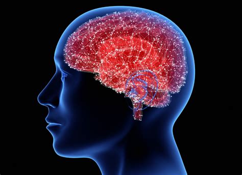 En Qu Otros Lugares De Nuestro Cuerpo Tenemos Neuronas Adem S Del Cerebro Y Para Qu Sirven T