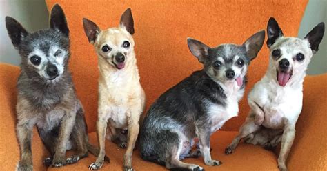 The age in which to breed a dog, whether male or female, depends on the breed of the dog. Old chihuahua | Dogs, breeds and everything about our best ...