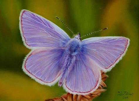 Common Blue Butterfly Pastel Painting By Johnpalmerfineart On Deviantart