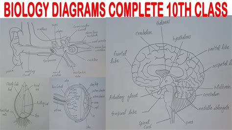 Biology Diagrams Complete 10th Class Practical Copy Youtube