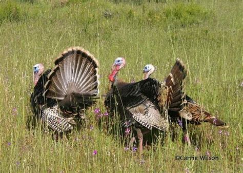 how long do wild turkeys live everything you need to know