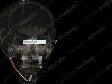 Helicis Major Muscle Left Complete Anatomy