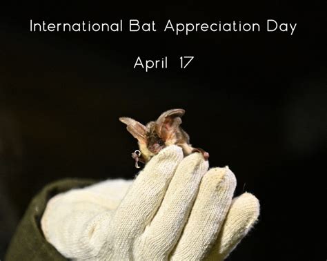 International Bat Appreciation Day On April 17 Ukrainian Bat