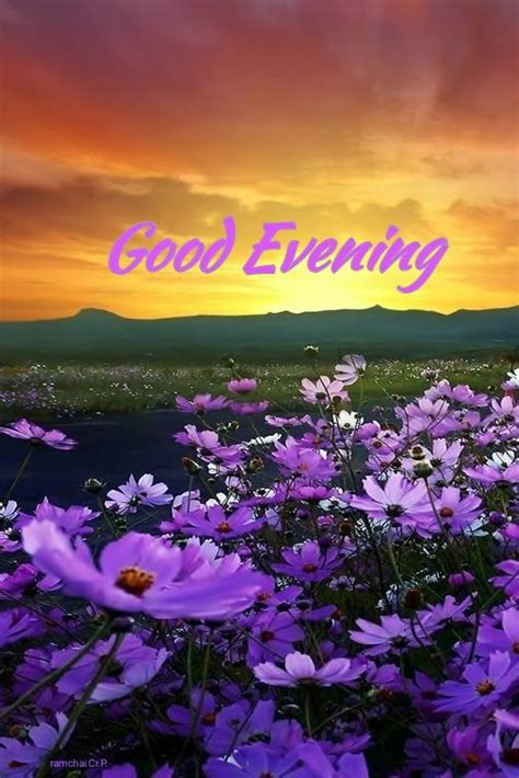 Purple Flowers With The Words Good Evening In Front Of A Sunset Over A