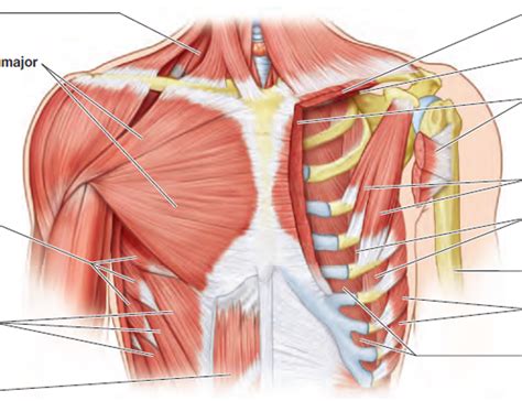 Muscles Of The Anterior Chest Wall Diagram Quizlet